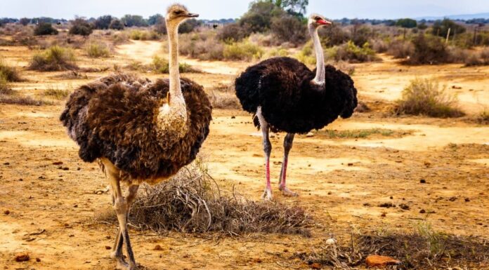 Gli struzzi sono pericolosi?
