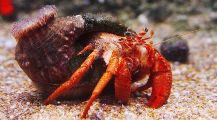 Granchio eremita maschio vs femmina: quali sono le differenze?
