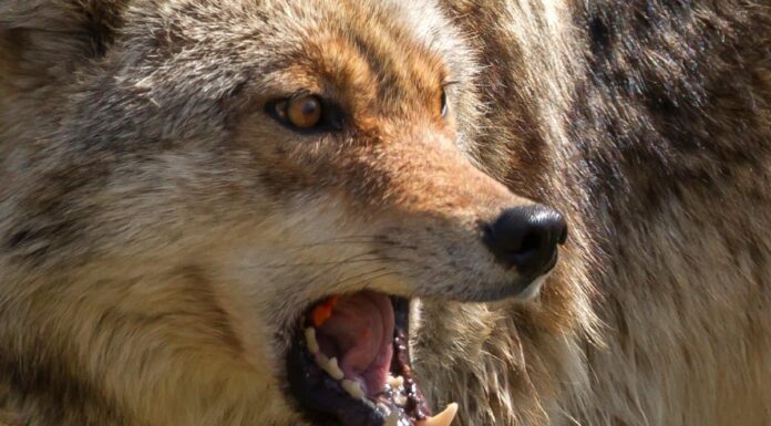 Guarda Due coyote si alleano contro un gatto selvatico solitario
