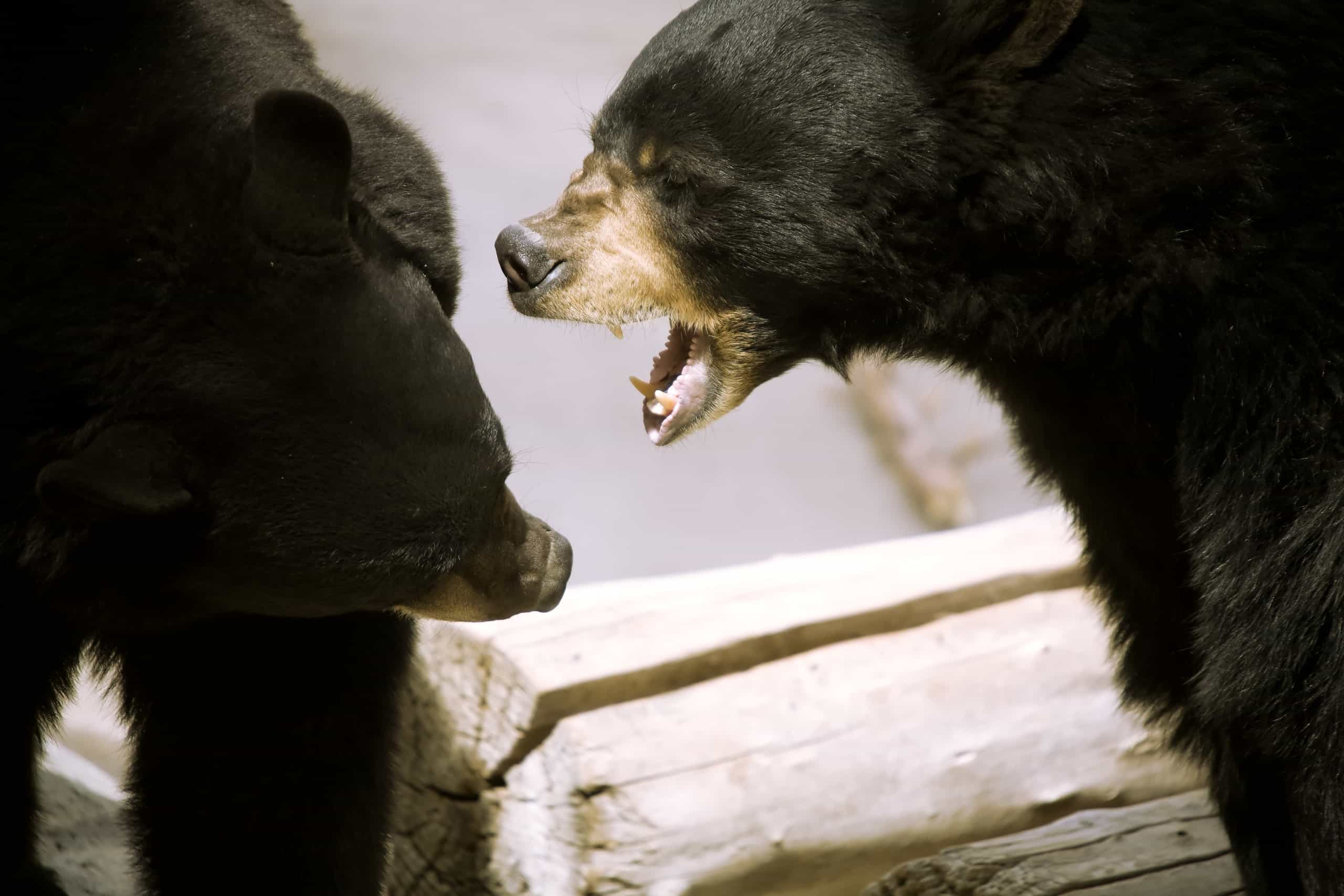 Guarda Due orsi neri litigano in un sobborgo del New Jersey