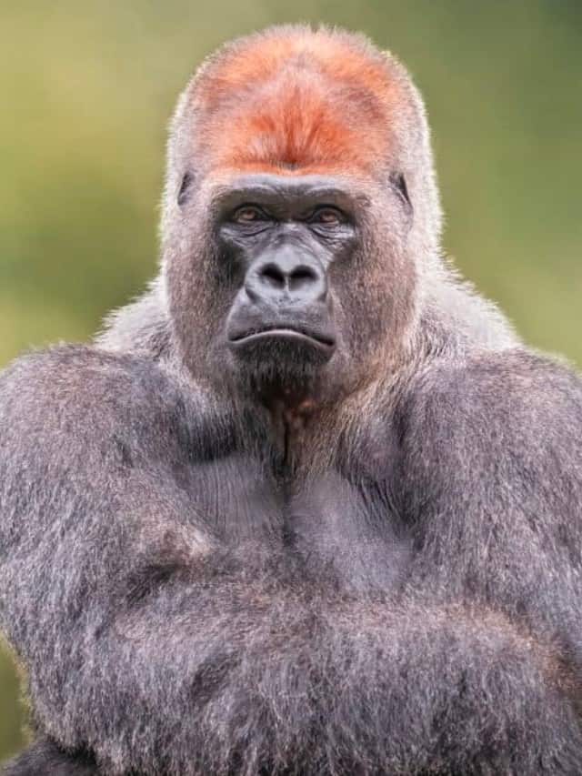 Guarda Il gorilla che ha imparato a spavaldare come un uomo e mostra quanto siamo simili