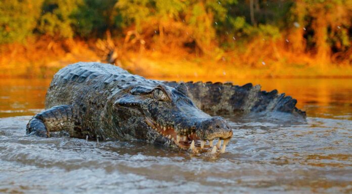 Guarda 'Maximus' – Il coccodrillo gigante domina la concorrenza e ruba loro la cena
