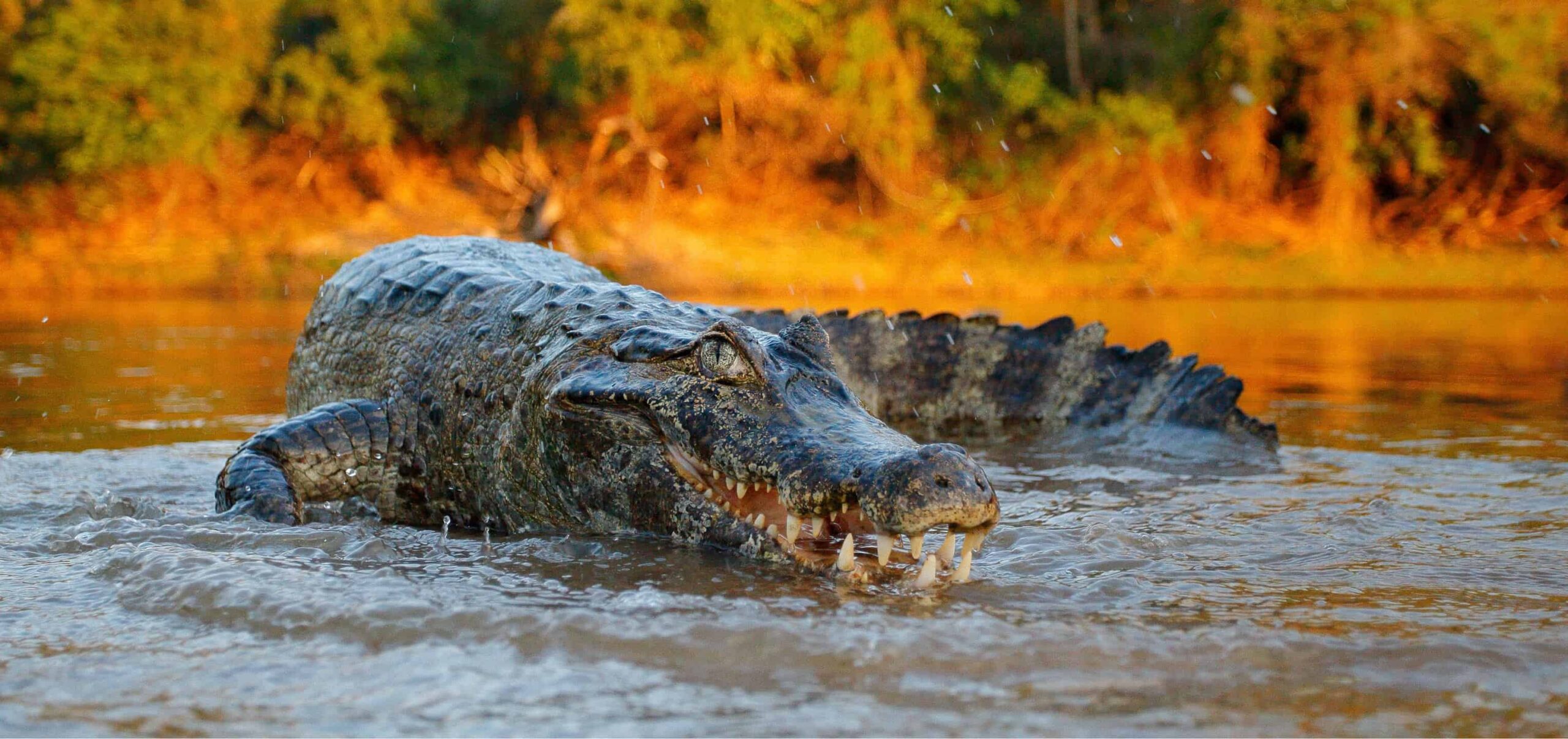 Guarda 'Maximus' – Il coccodrillo gigante domina la concorrenza e ruba loro la cena