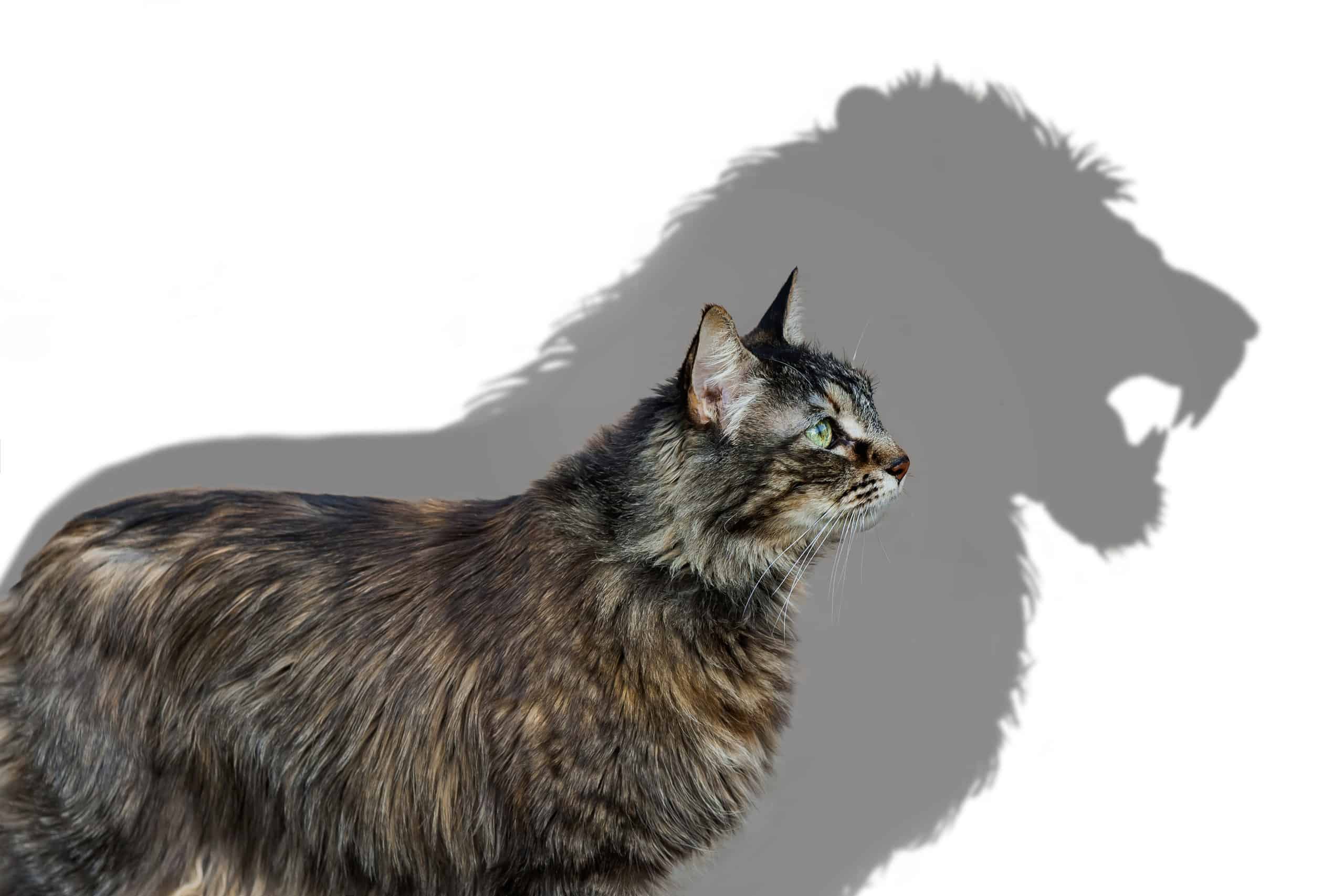 Guarda Un gatto impavido difende il bambino da due enormi alligatori