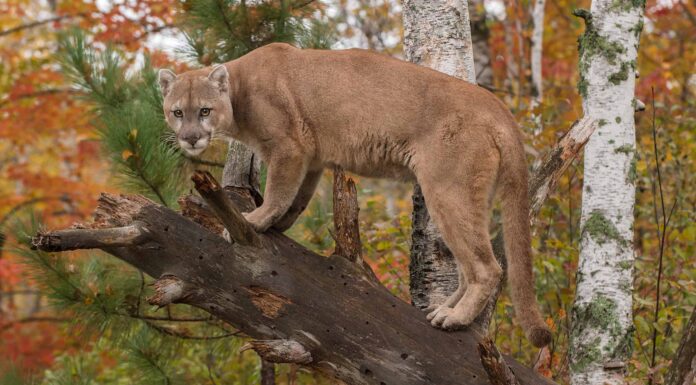 Guarda cosa succede quando un uomo si imbatte nella casa segreta di un leone di montagna
