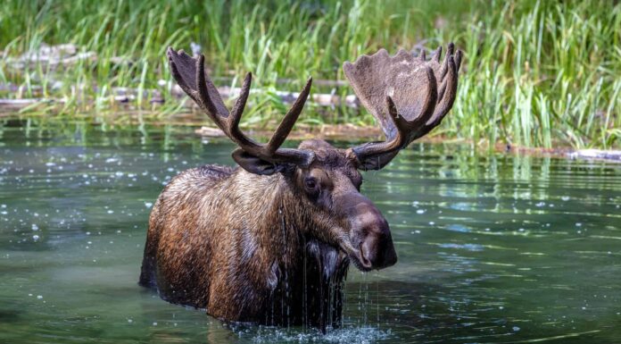 Guarda due Bull Moose avere un'epica battaglia in un vialetto suburbano

