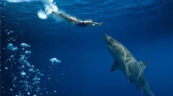 Guarda l'immersione della leggenda nota come 