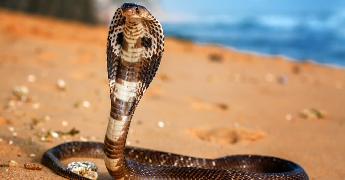 Biggest Snakes: The King Cobra