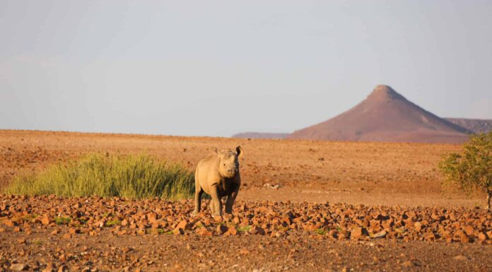 Guarda questo Rhino caricare un camion a grandezza naturale - Non va bene ...
