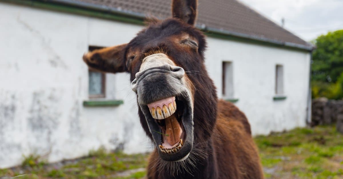 Guarda questo asino che trascina una iena per l'orecchio come una madre arrabbiata