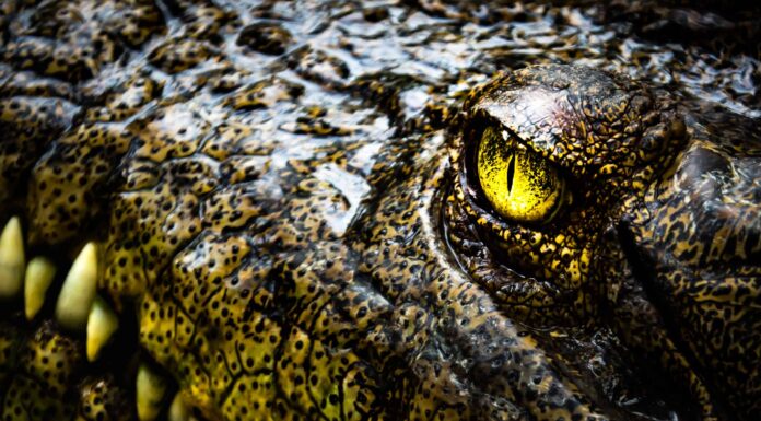 Guarda questo cucciolo fare un'incredibile fuga da una fossa di coccodrilli
