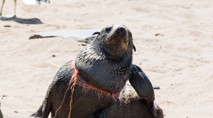 Guarda questo eroe imbattersi in uno sciame di foche per salvarsi la vita
