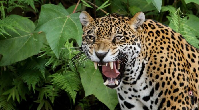 Guarda questo giaguaro che salta di 25 piedi da un albero per cacciare un alligatore
