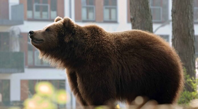 Guarda un Grizzly correre dritto in un negozio di articoli da regalo quando viene inseguito da un alce
