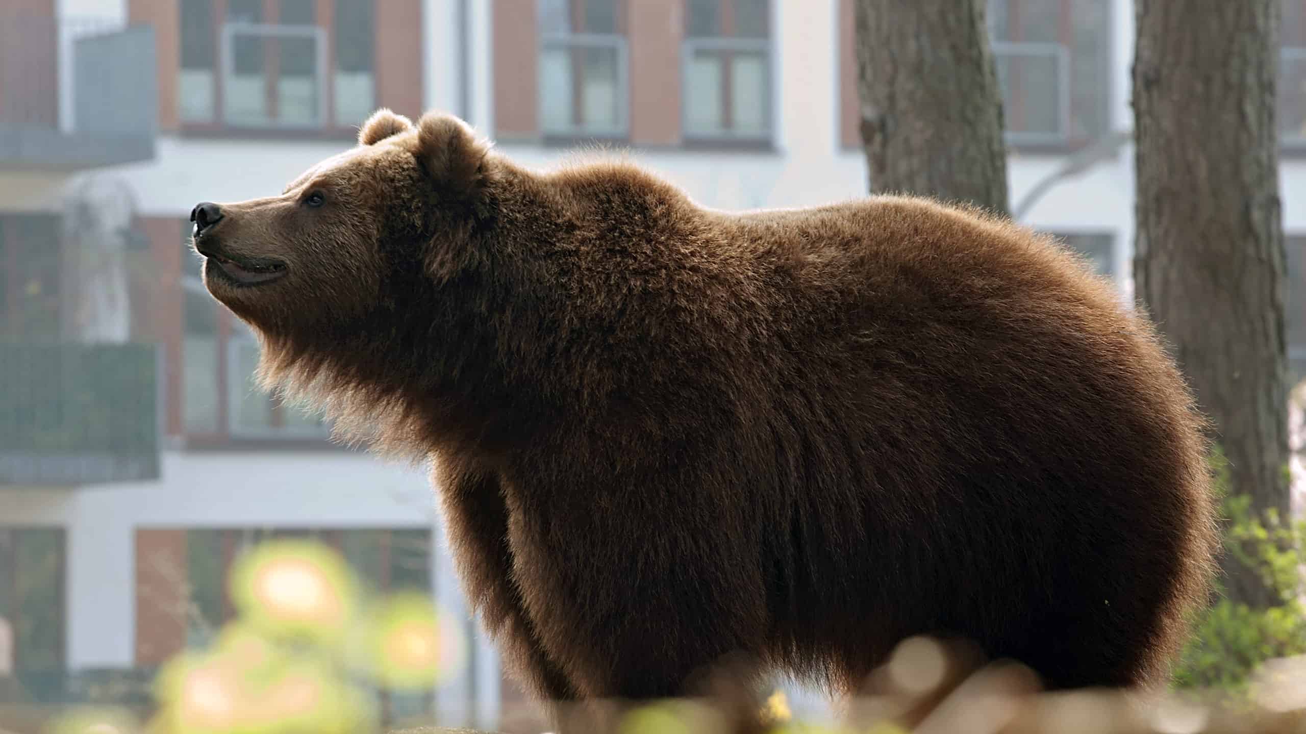 Guarda un Grizzly correre dritto in un negozio di articoli da regalo quando viene inseguito da un alce