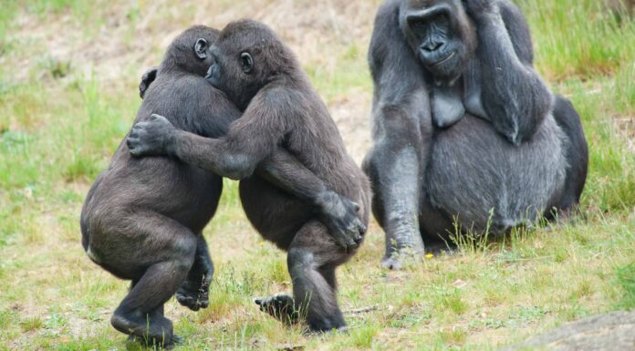 Guarda un Silverback maschio dettare legge per fermare una rissa
