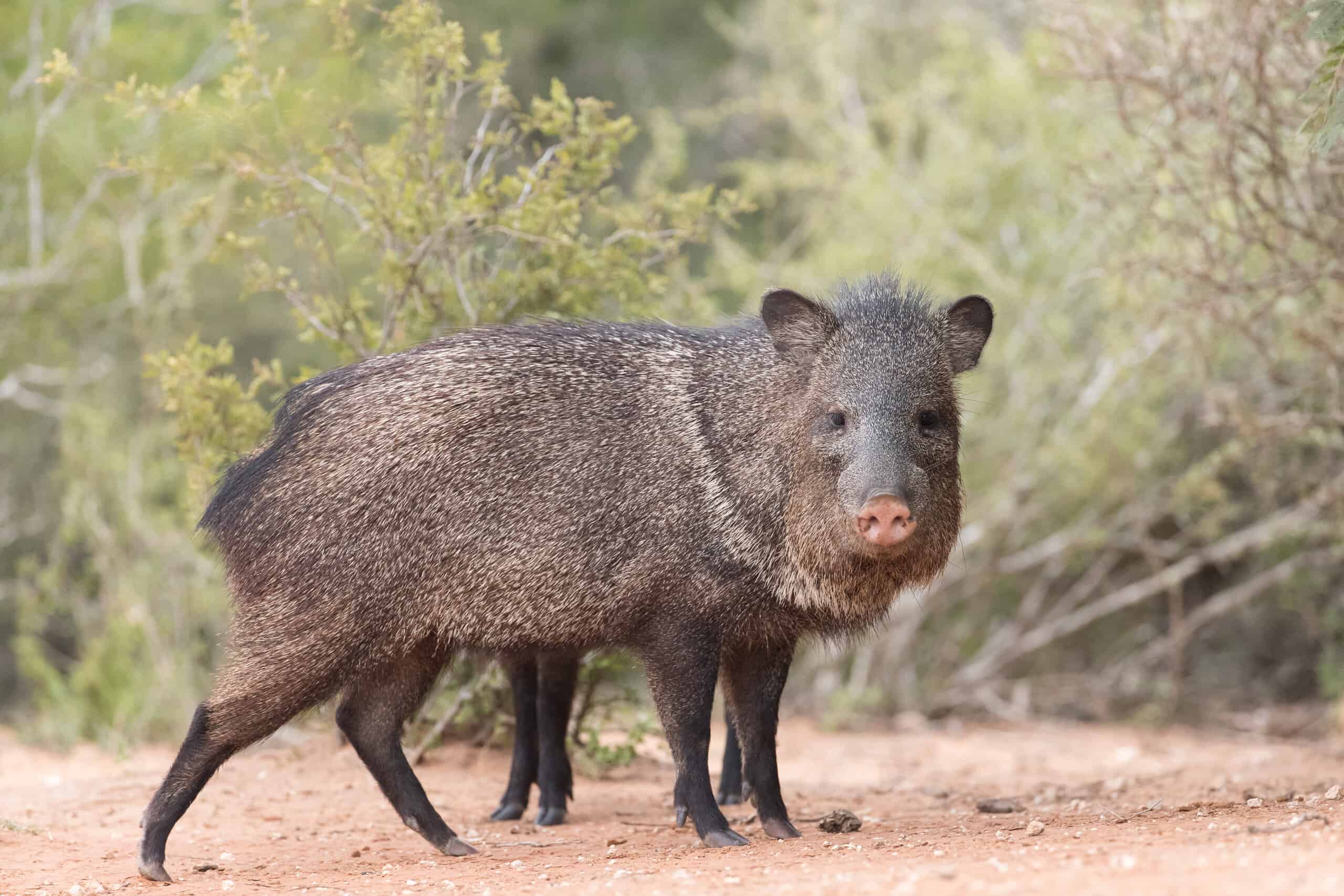 Guarda un barile di Javelina a tutta velocità attraverso Tucson