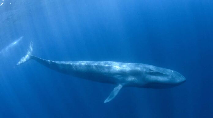 Guarda un capodoglio pigmeo spiaggiato liberarsi
