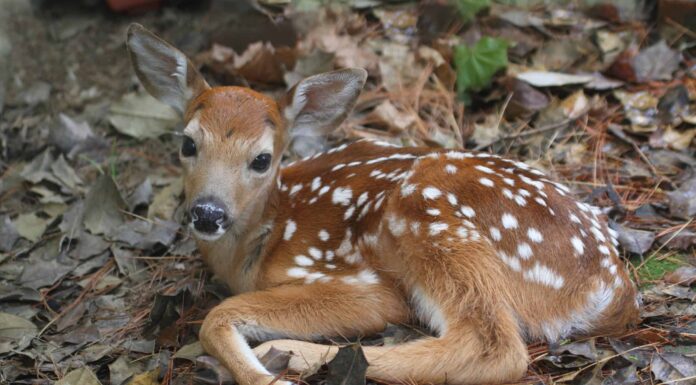 Guarda un cucciolo di cerbiatto che cerca di fare amicizia con un uomo adulto
