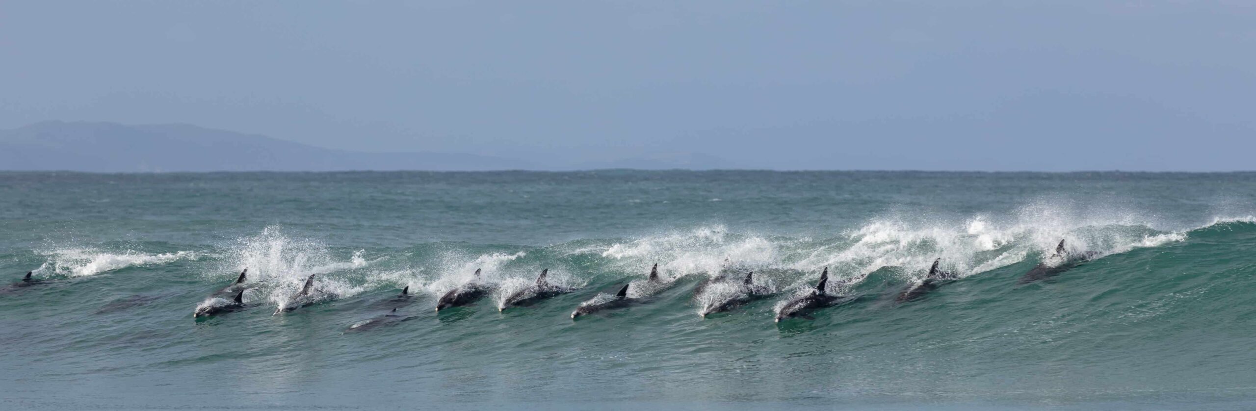 Guarda un delfino che salta e salta in tavola su un paddleboarder occasionale