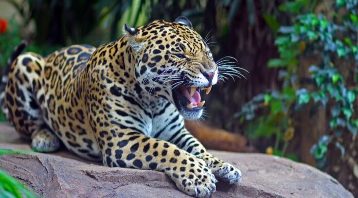 Guarda un gatto maculato cacciare un dinosauro acquatico in Brasile
