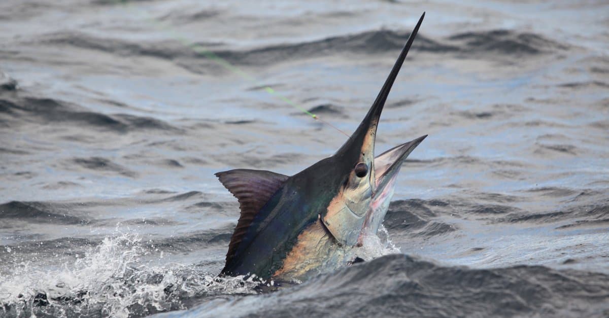 Black marlin