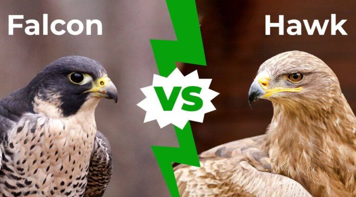 Guarda un piccolo falco mantenere la posizione con un enorme falco
