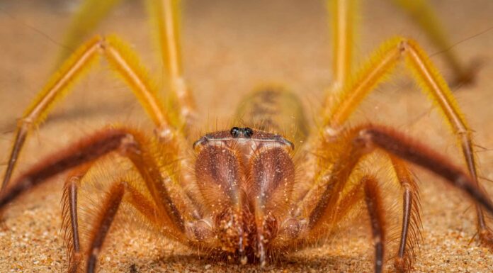 Guarda un ragno cammello e una tarantola litigare da vicino - Wow!
