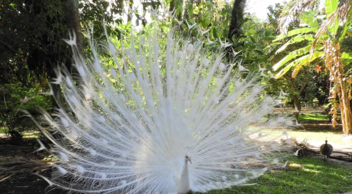 Guarda un raro pavone bianco che si mette in mostra e posa per un fotografo
