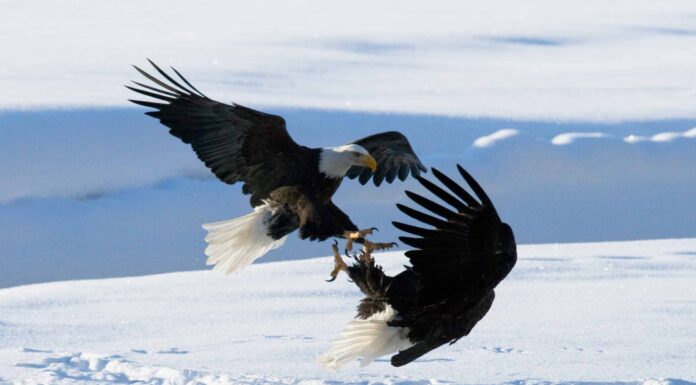 Guarda un'aquila calva commettere un crimine, contro un'altra aquila calva
