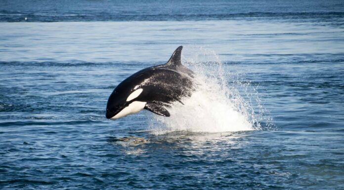 Guarda un'orca assassina che sta per lanciare un delfino mentre entrambi si librano in aria
