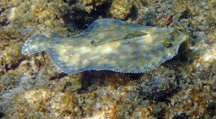 Merluzzo contro passera: quali sono le differenze?
