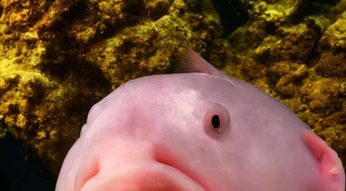 Hai mai visto un cucciolo di pesce blob?
