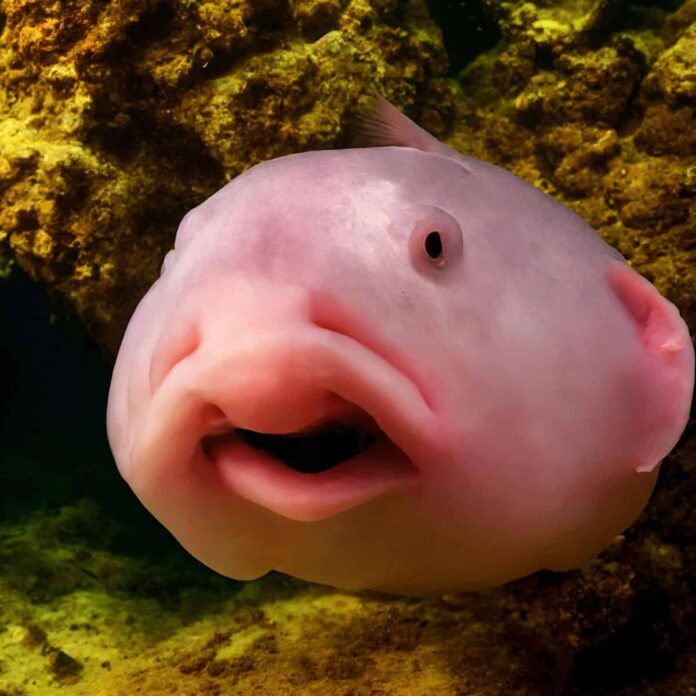 Hai mai visto un cucciolo di pesce blob?