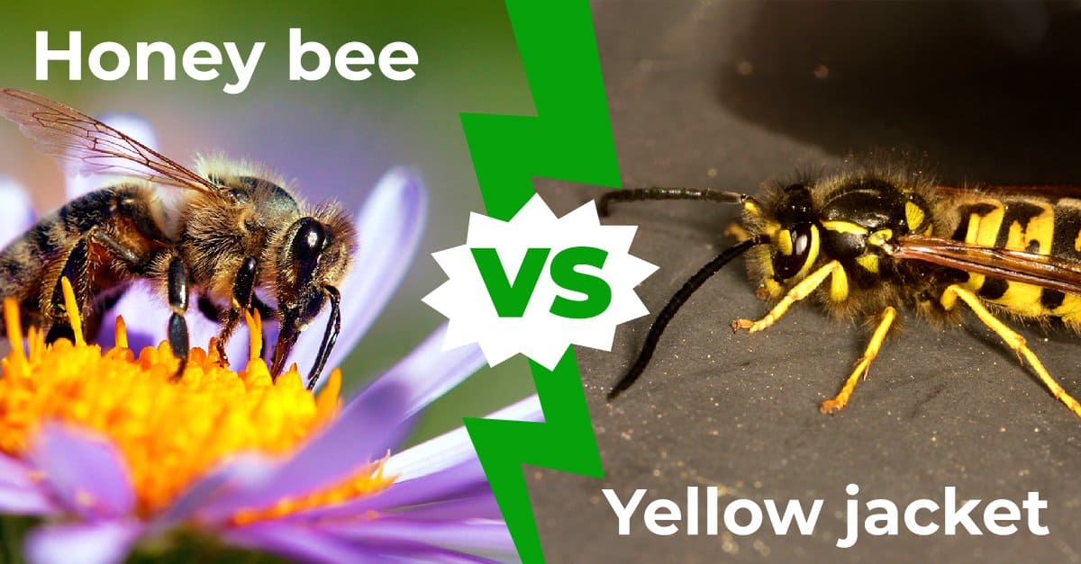 Honey Bee vs Yellow Jacket: spiegate le 6 differenze principali