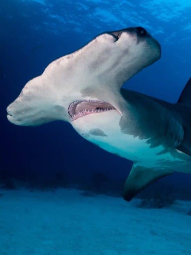I 10 squali più grandi vicino alle spiagge della Virginia