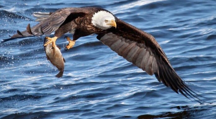 I 20 laghi più grandi degli Stati Uniti
