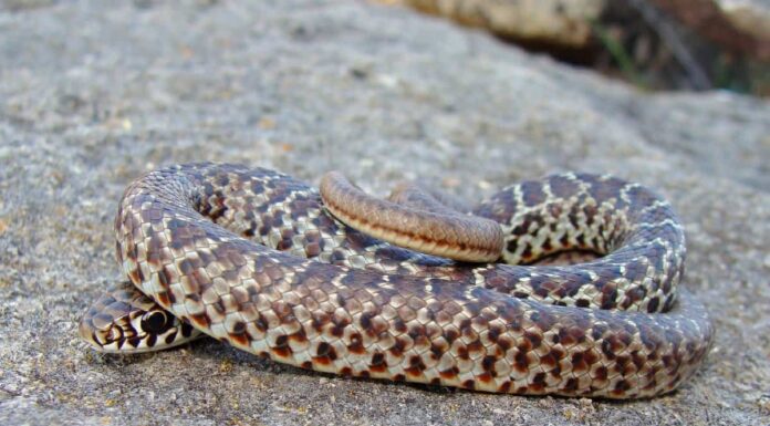 I 30 serpenti in Colorado (3 sono velenosi)
