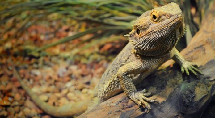 I 4 draghi barbuti più grandi del mondo
