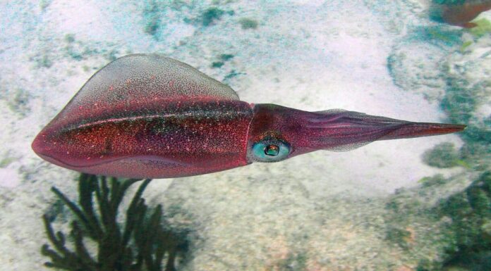 I 5 calamari più grandi del mondo
