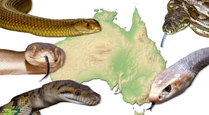 I 5 serpenti più grandi in Australia

