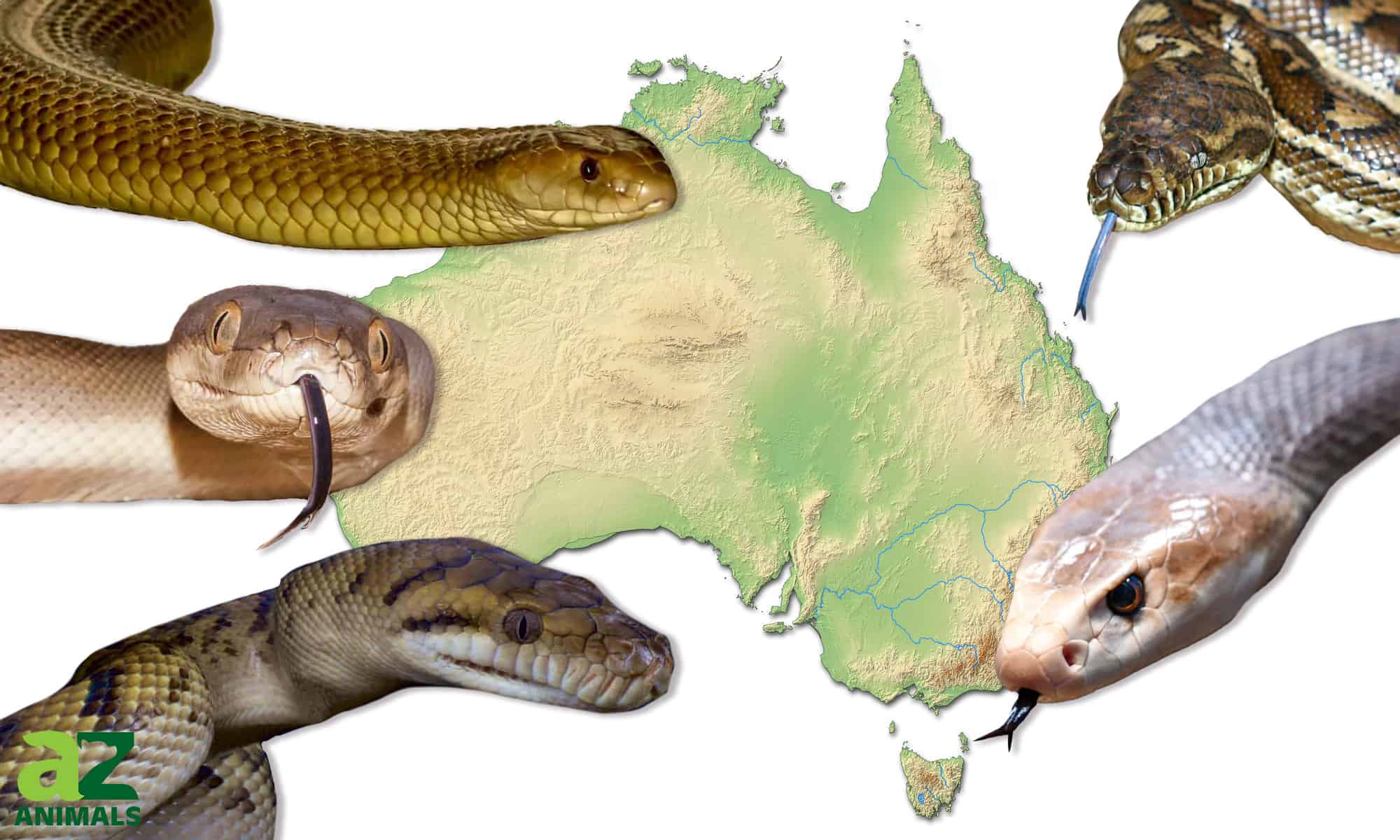 I 5 serpenti più grandi in Australia