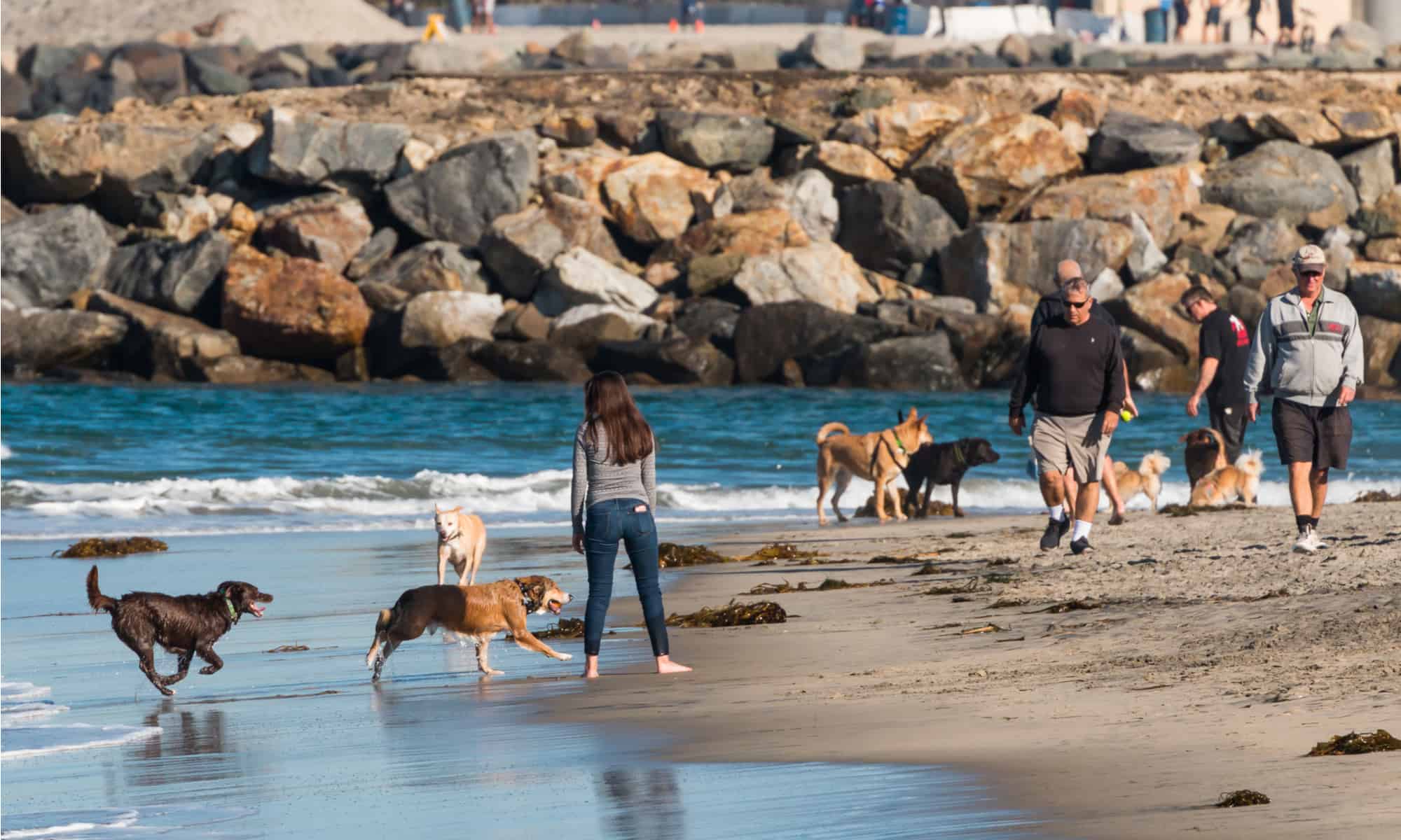 I 7 migliori parchi per cani a San Diego