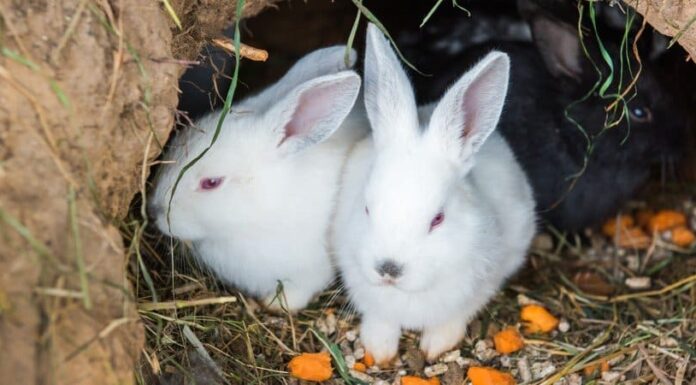 I 9 migliori animali che scavano nel sottosuolo
