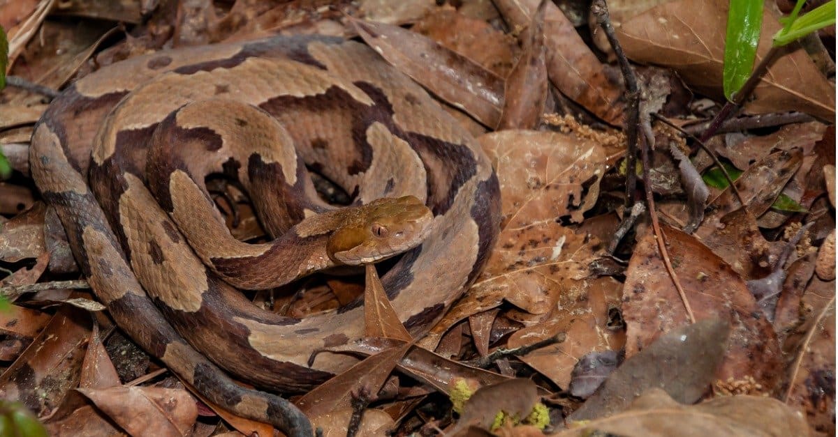 I Copperheads sono velenosi o pericolosi?