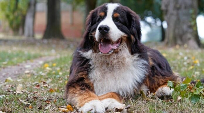 Bernese mountain dog laying down