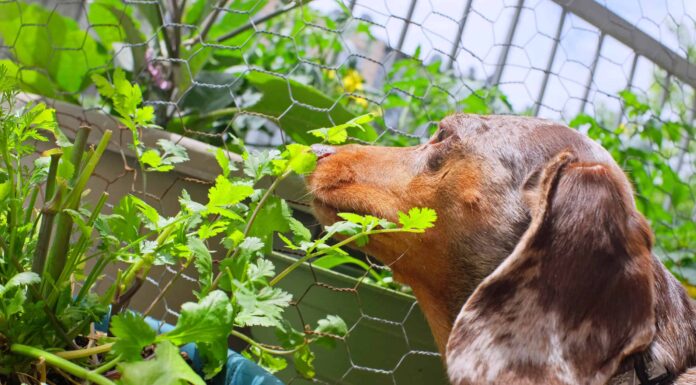  I cani possono mangiare coriandolo o no?  Cosa dice la scienza
