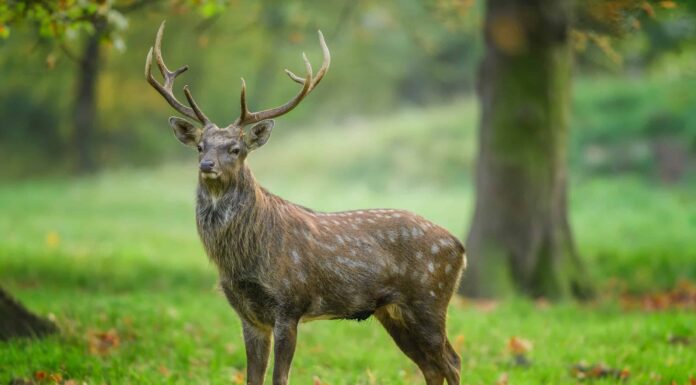  I cervi sono notturni o diurni?  Spiegato il loro comportamento durante il sonno
