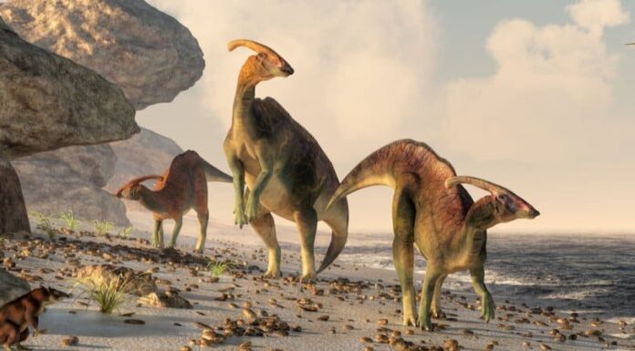 I dinosauri sono rettili?
