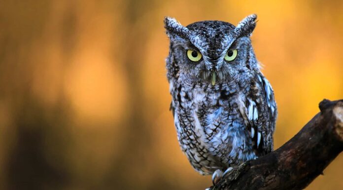 A The Best Nest Boxes Birds Will Actually Use for 2022